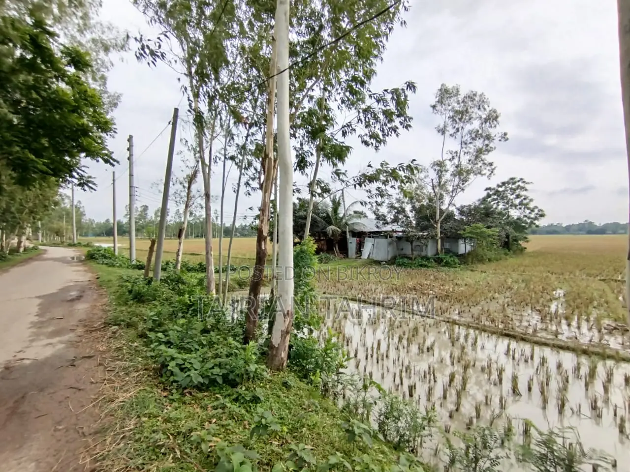 ৭৫ শতাংশের রেডি স্কয়ার সাইজ লেয়ার মুরগির ফার্ম (মেইনরোড সংলগ্ন)