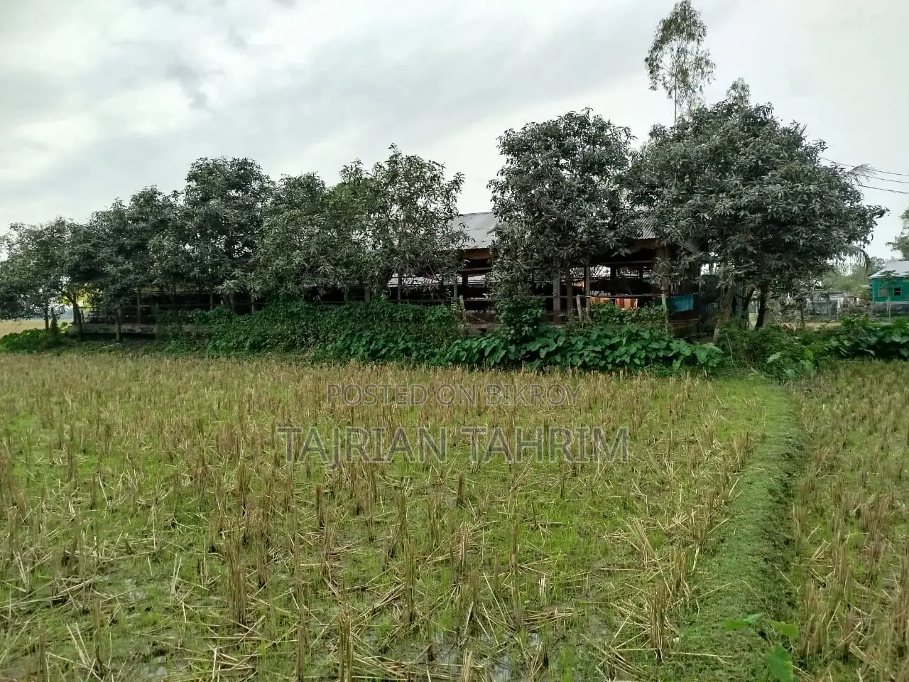 ৭৫ শতাংশের রেডি স্কয়ার সাইজ লেয়ার মুরগির ফার্ম (মেইনরোড সংলগ্ন)