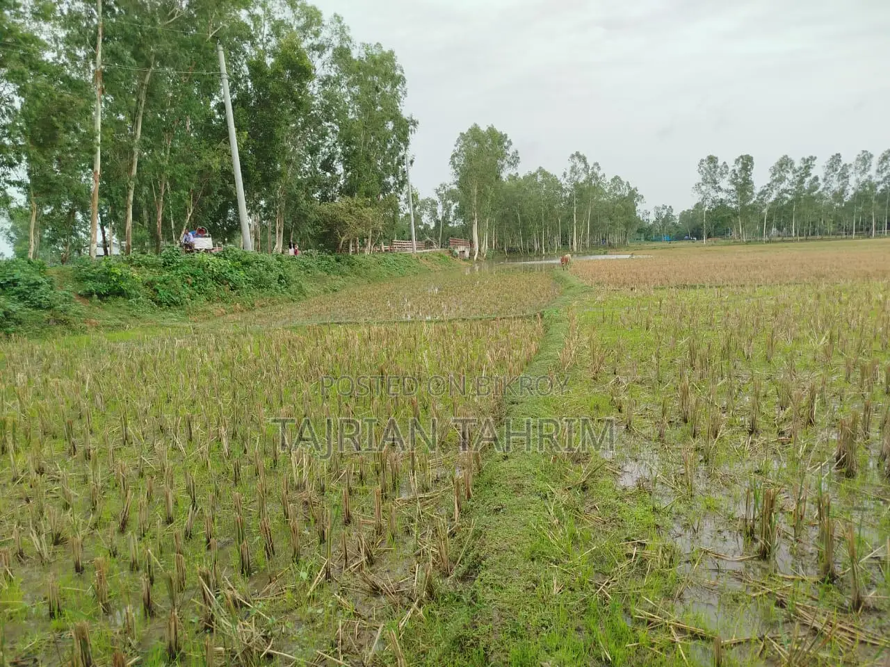৭৫ শতাংশের রেডি স্কয়ার সাইজ লেয়ার মুরগির ফার্ম (মেইনরোড সংলগ্ন)