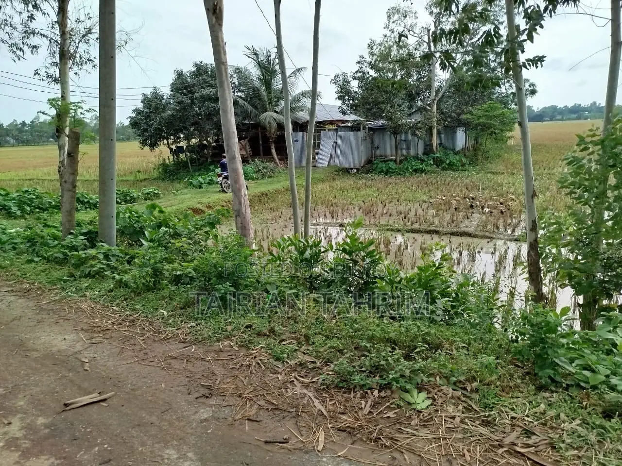 ৭৫ শতাংশের রেডি স্কয়ার সাইজ লেয়ার মুরগির ফার্ম (মেইনরোড সংলগ্ন)