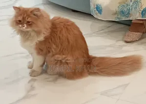1+ Year Male Purebred Persian Cat