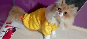1+ Year Male Purebred Persian Cat