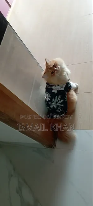 1+ Year Male Purebred Persian Cat