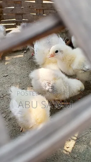 অরিজিনাল আমেরিকান লাইট ব্রামা সীমিত সংখ্যক,বিস্তারিত জানতে ইনবক্স করুন