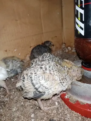 Brooding complete European quail chicks for sale