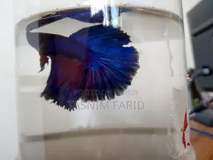 Blue Male Betta Fish Available