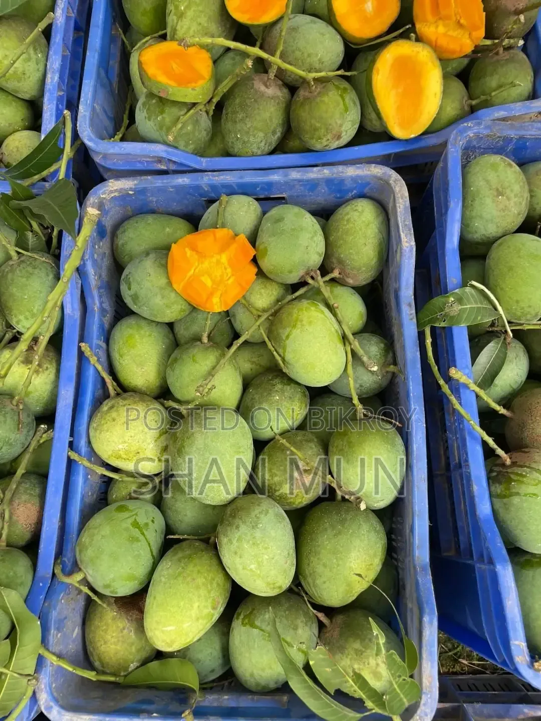 রাজশাহীর ফরমালিন মুক্ত হিমসাগর আম।