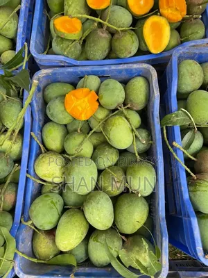 Rajshahi Formalin-free Himsagar Mango.