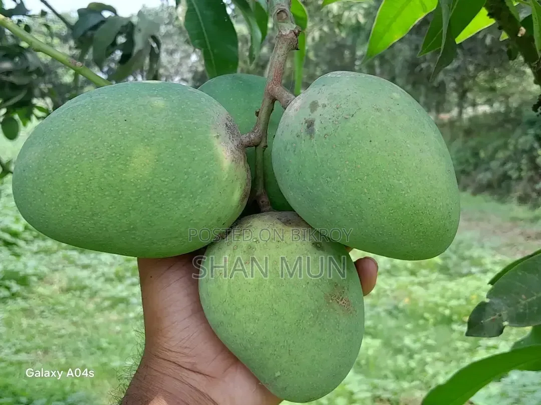 রাজশাহীর ফরমালিন মুক্ত হিমসাগর আম।