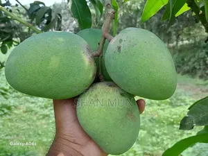 রাজশাহীর ফরমালিন মুক্ত হিমসাগর আম।