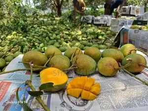 রাজশাহীর ফরমালিন মুক্ত হিমসাগর আম।