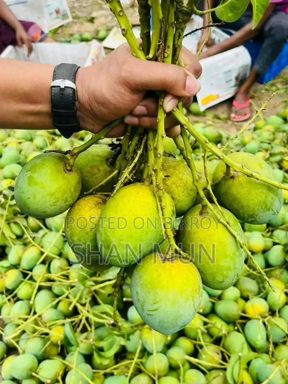 রাজশাহীর ফরমালিন মুক্ত হিমসাগর আম।