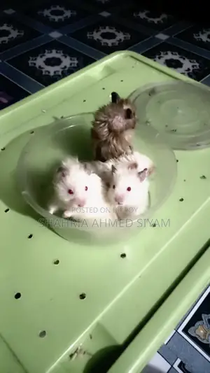 Hamster for Sale !!