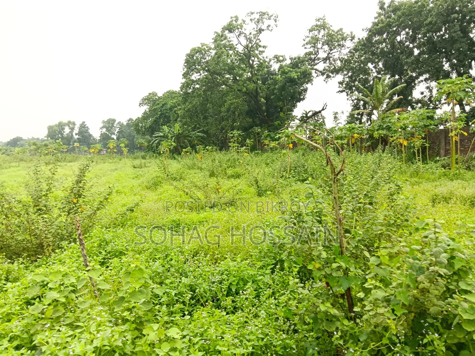 ঢাকার কাছে সিংগাইর এ মাটি ভরাট উচু বড় জমি বিক্রয়