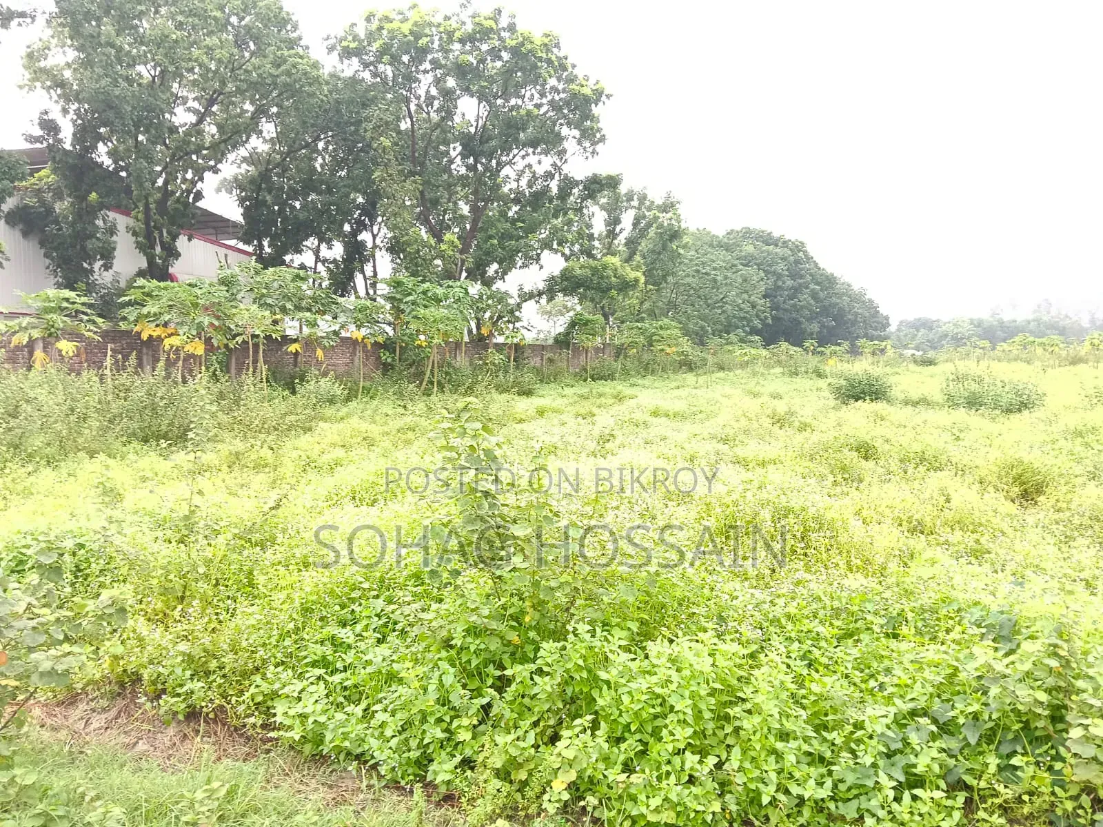 ঢাকার কাছে সিংগাইর এ মাটি ভরাট উচু বড় জমি বিক্রয়