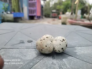 European White Giant Coturnix Quail and Hatching Eggs