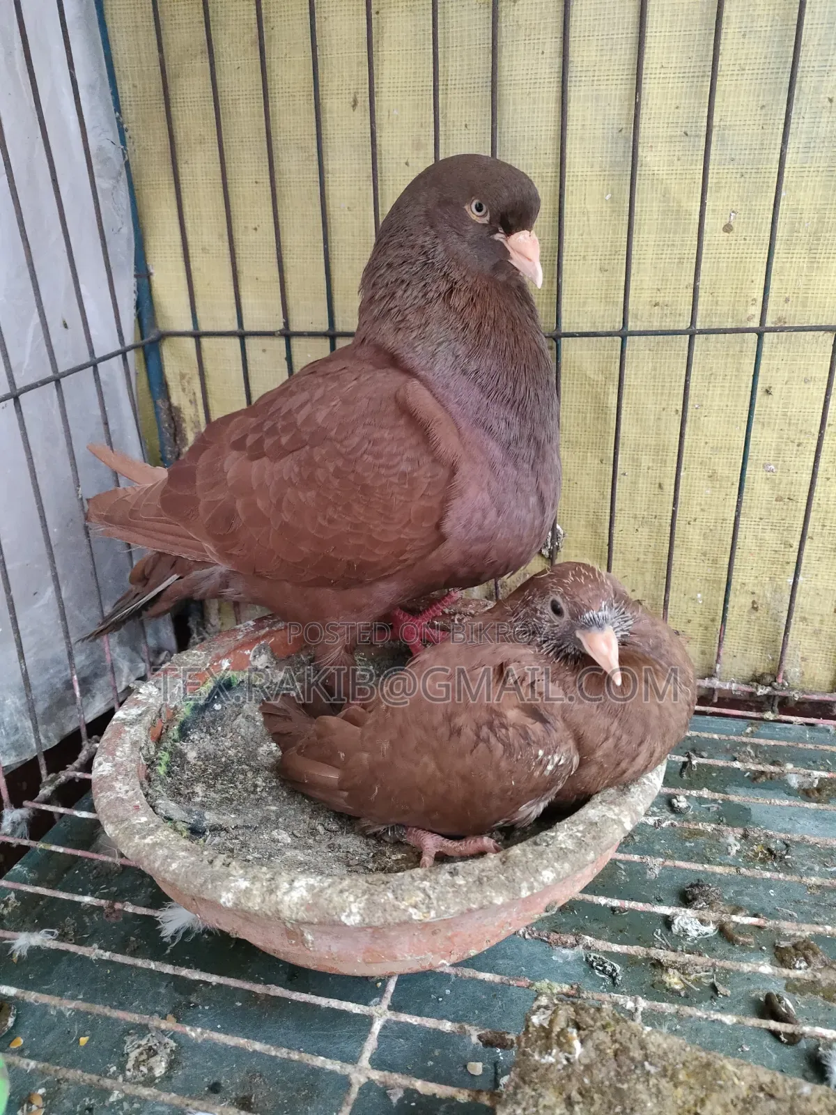 কিং কবুতরের বাচ্চা
