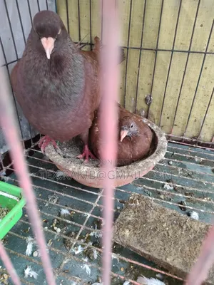কিং কবুতরের বাচ্চা