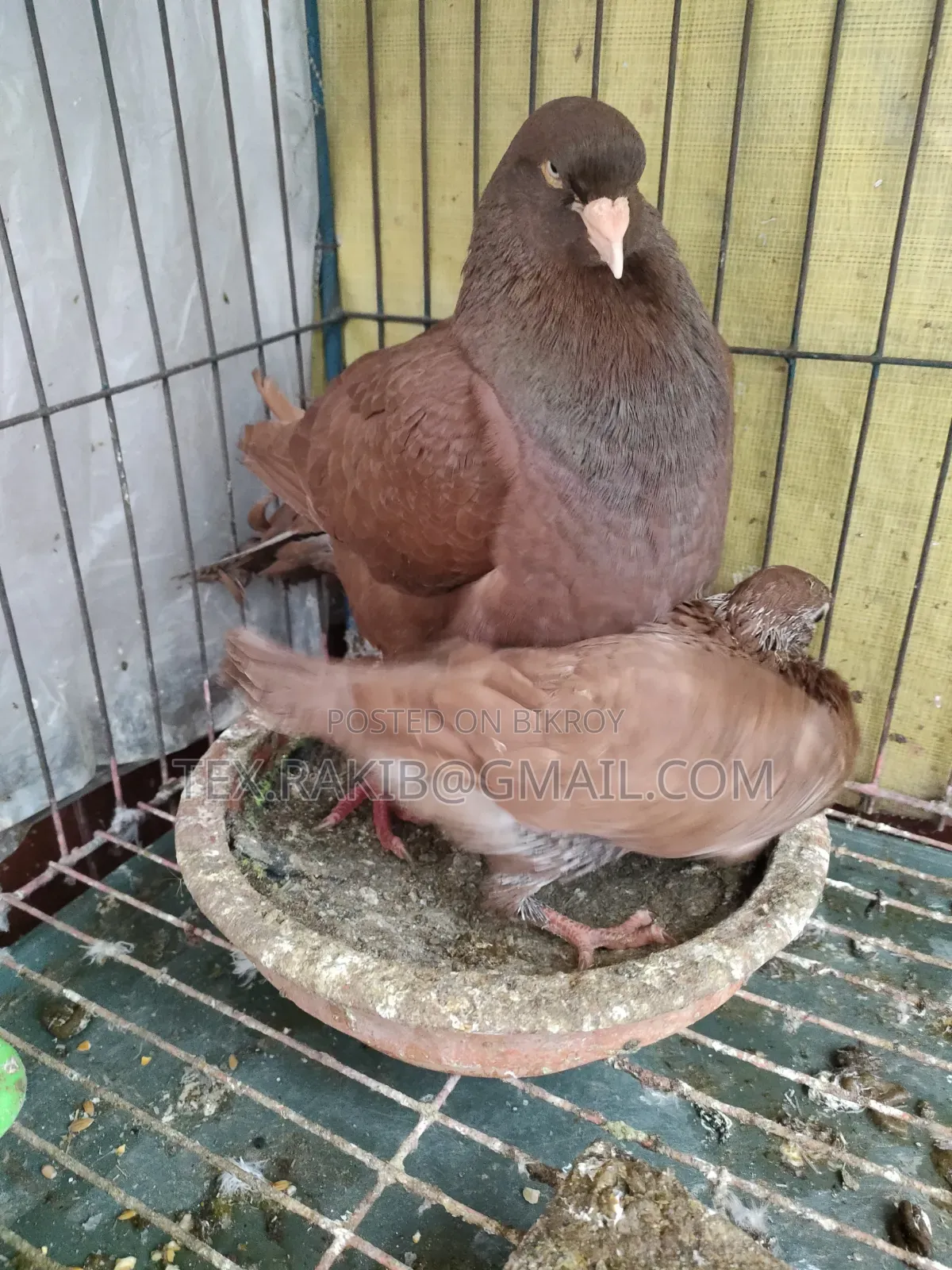কিং কবুতরের বাচ্চা