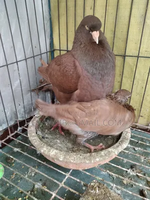 কিং কবুতরের বাচ্চা