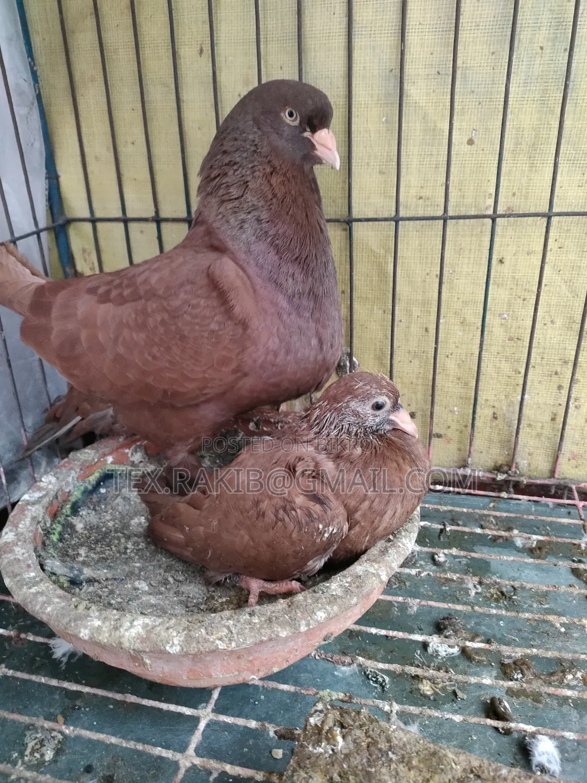 কিং কবুতরের বাচ্চা