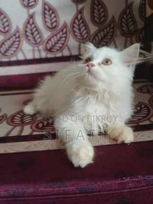 1-3 Months Female Purebred Persian