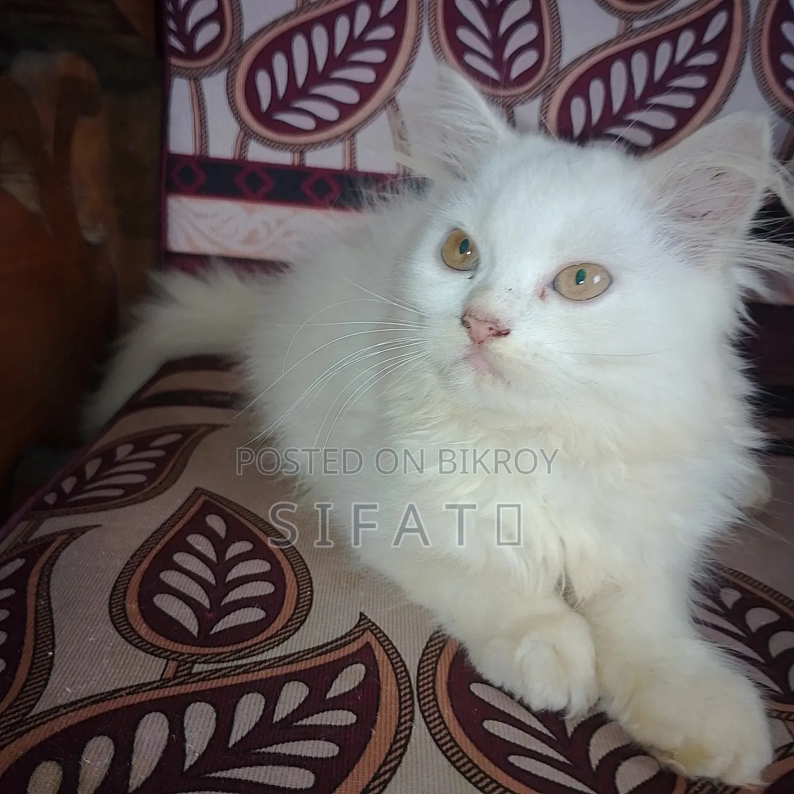 1-3 Months Female Purebred Persian