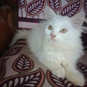 1-3 Months Female Purebred Persian