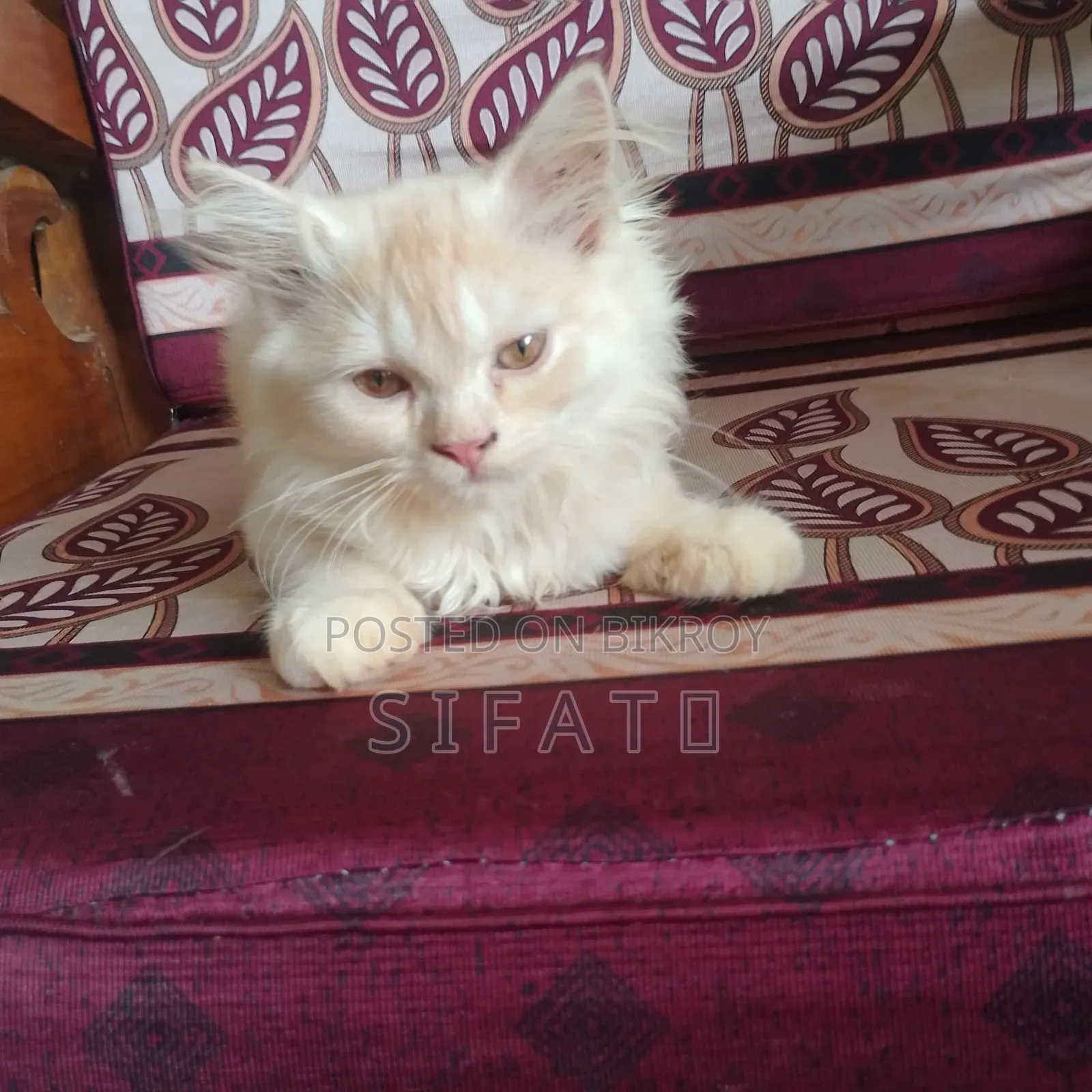 1-3 Months Female Purebred Persian