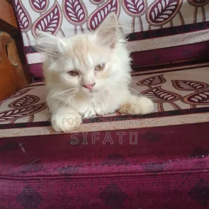 1-3 Months Female Purebred Persian