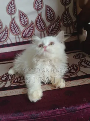 1-3 Months Female Purebred Persian