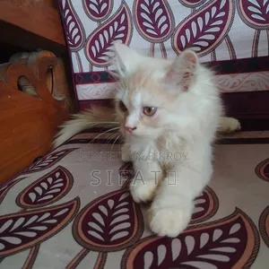 1-3 Months Female Purebred Persian