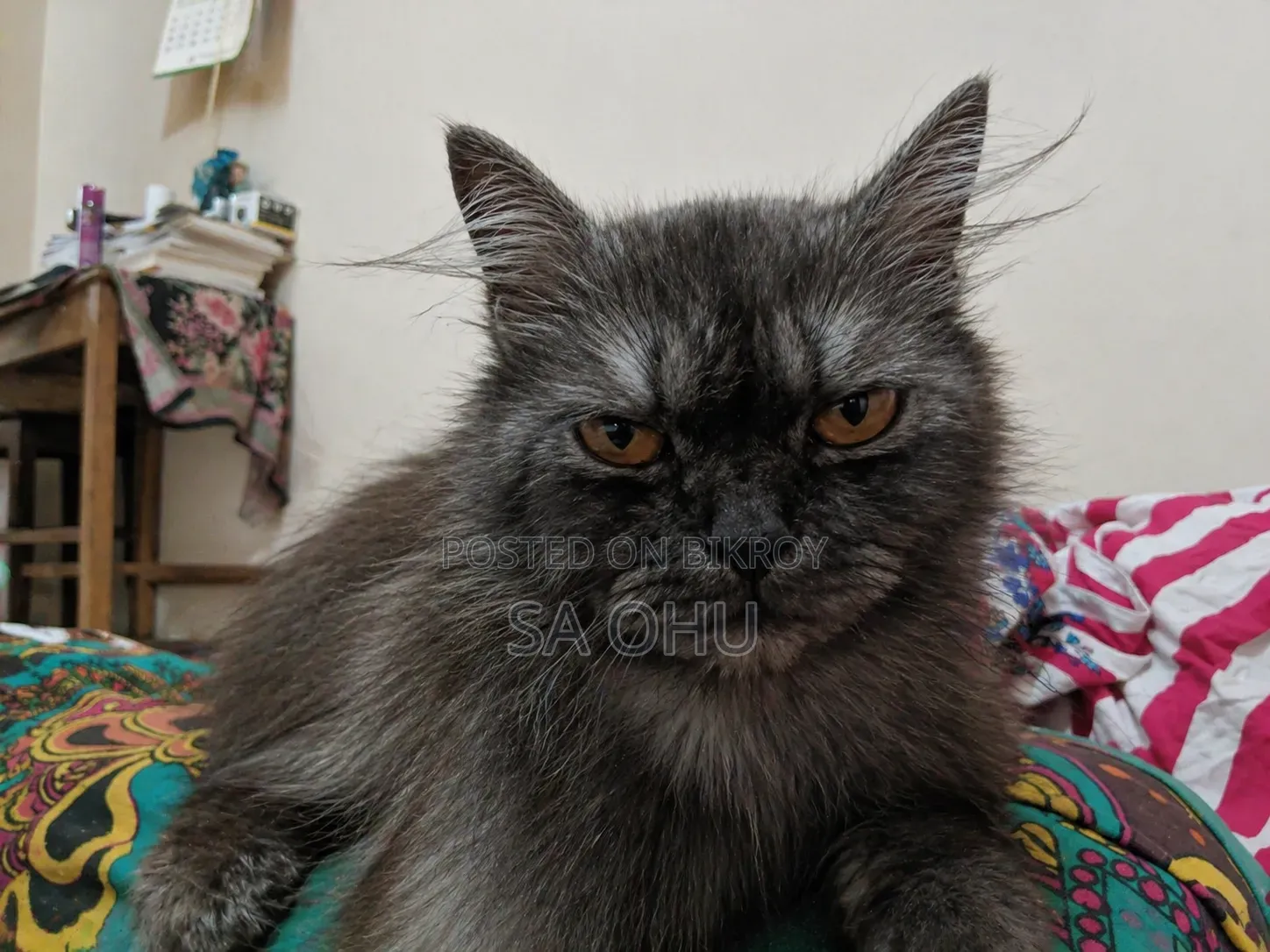 1+ Year Female Purebred Persian