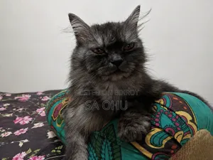 1+ Year Female Purebred Persian