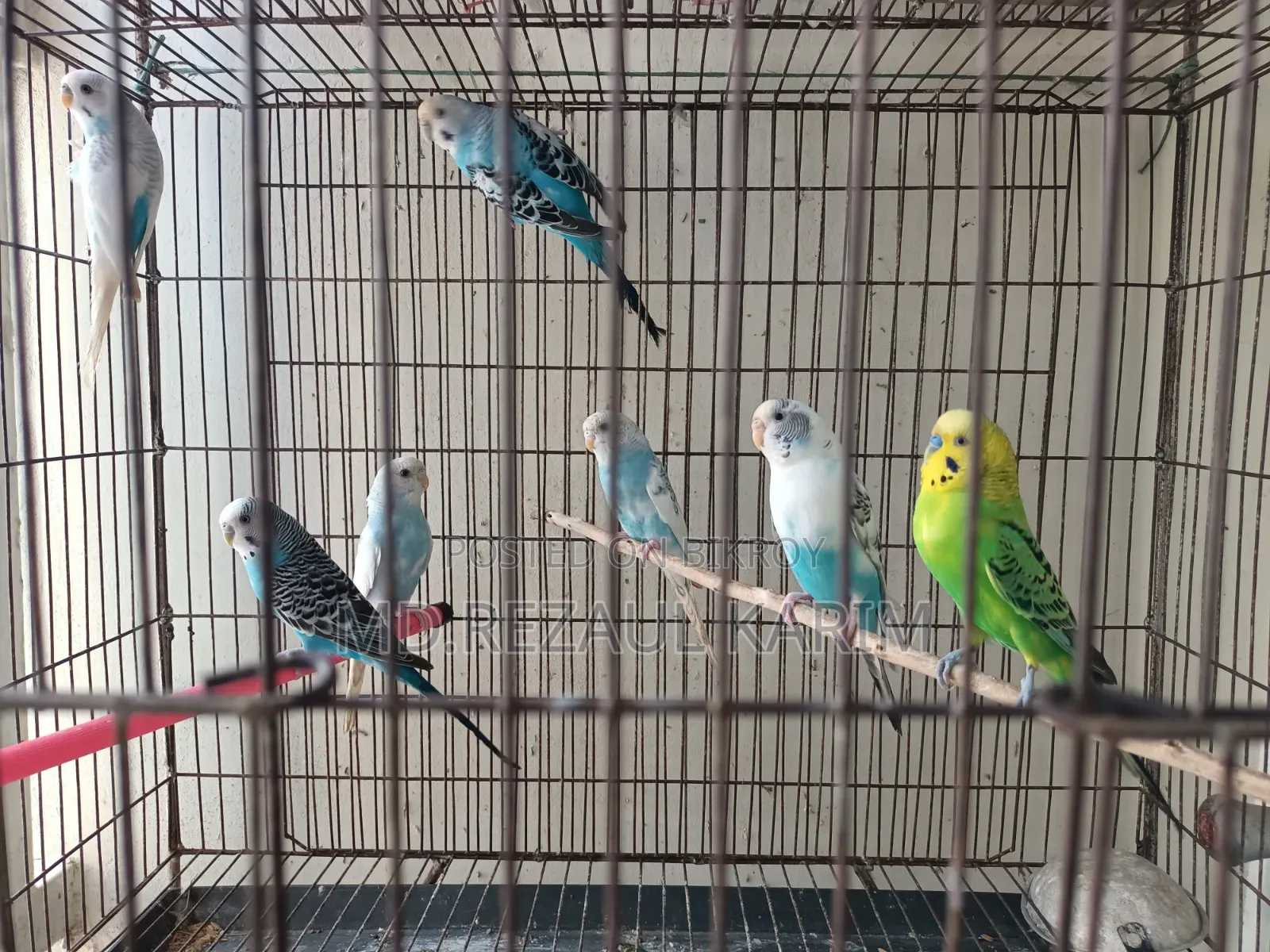 4 pairs of Budgies, 1 pair of Finches, 1 Java Finch