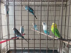 বাজরিকা ৪ জোড়া, ফিন্স ১ জোড়া, ১টা জাভা ফিন্স