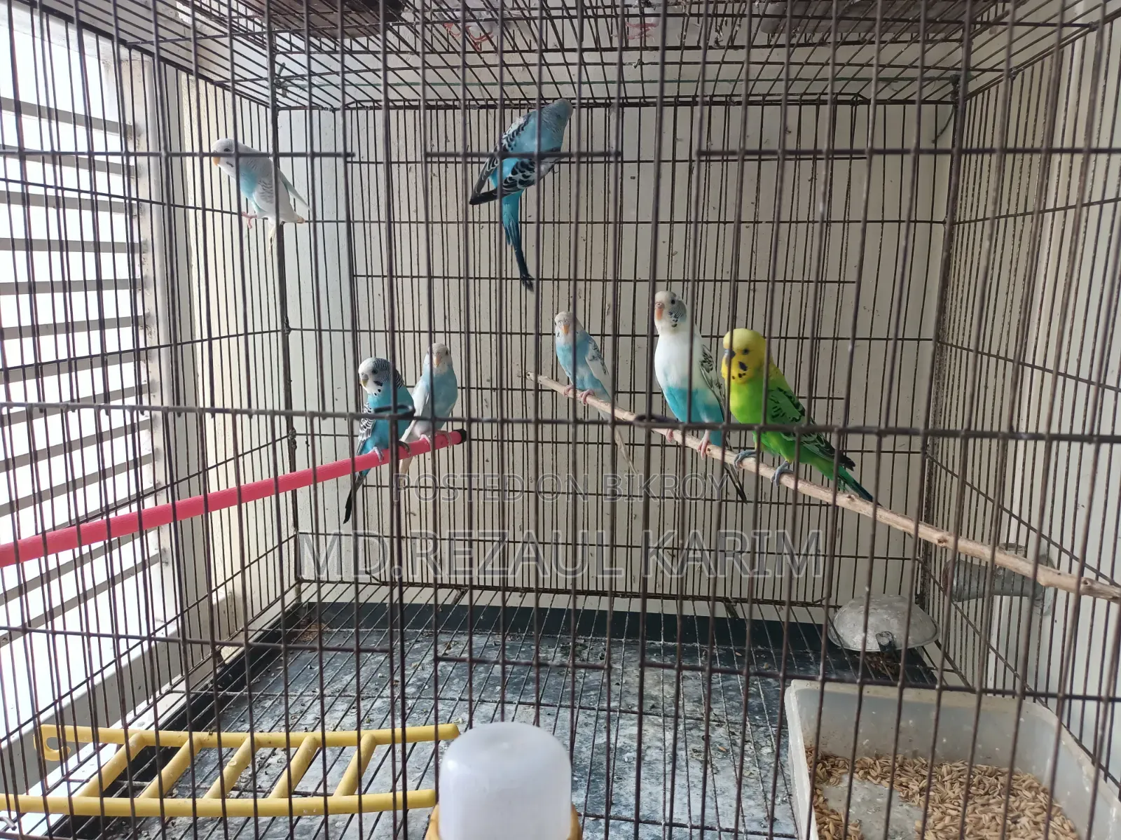 4 pairs of Budgies, 1 pair of Finches, 1 Java Finch