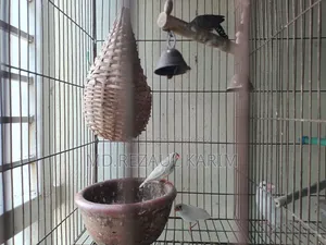 4 pairs of Budgies, 1 pair of Finches, 1 Java Finch