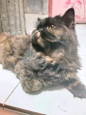 6-12 months Female Purebred Exotic