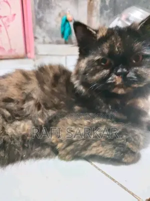 6-12 months Female Purebred Exotic