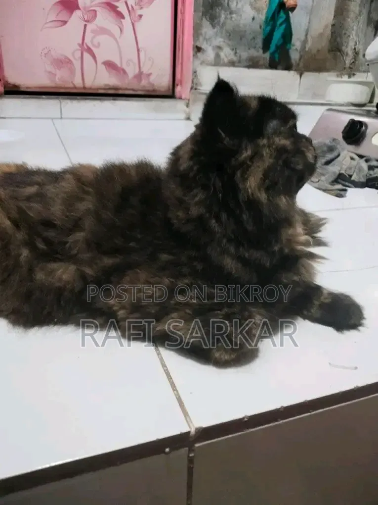 6-12 months Female Purebred Exotic