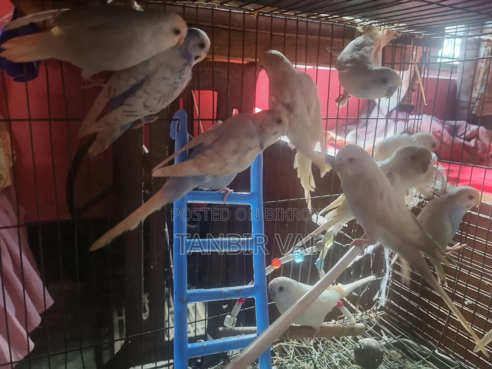 Budgerigar birds for sale