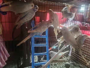 Budgerigar birds for sale