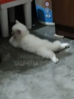 0-1 Month Male Purebred Persian