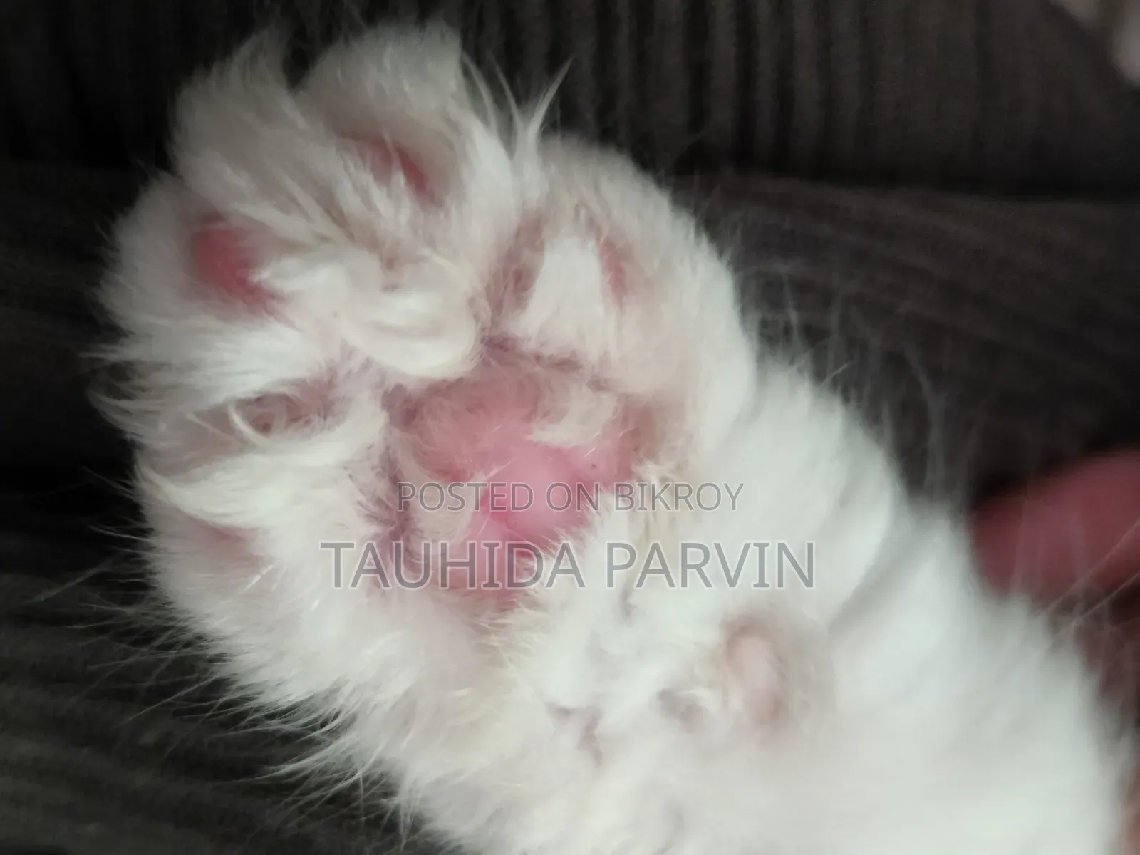 0-1 Month Male Purebred Persian