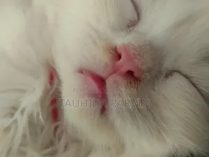0-1 Month Male Purebred Persian