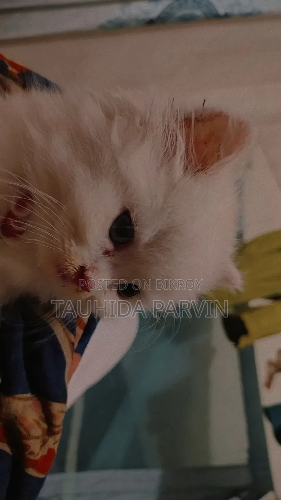 0-1 Month Male Purebred Persian