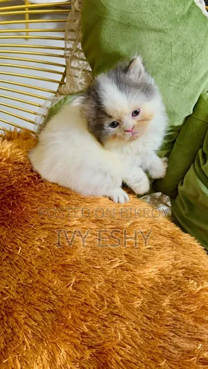 1-3 months Male Purebred Exotic