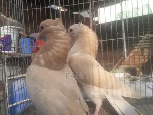 Inspiring Giasulli Baby Pair