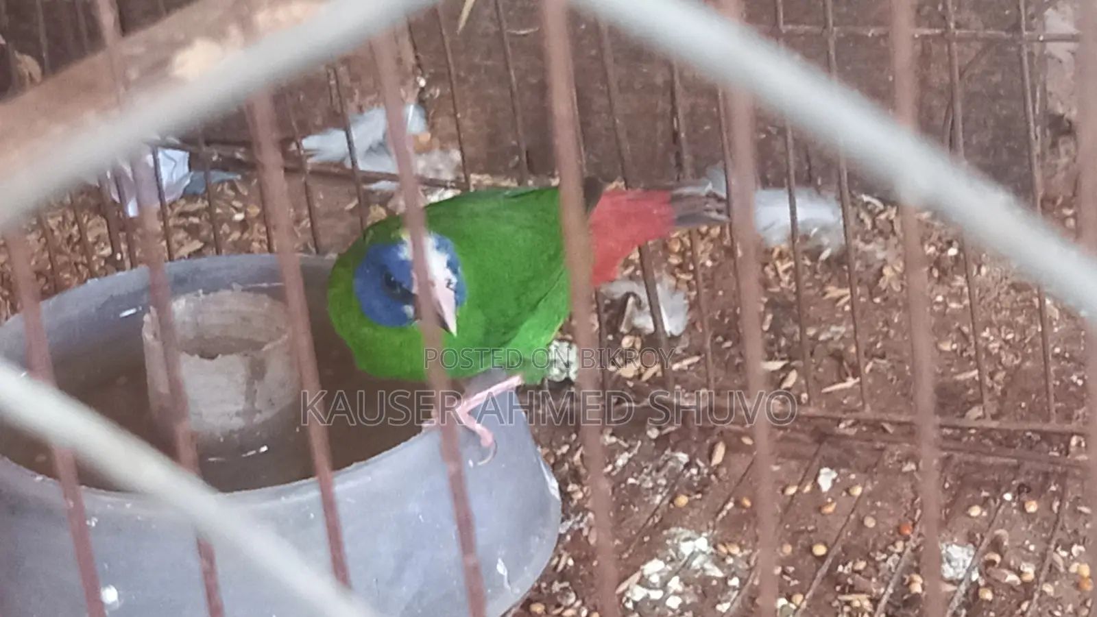 Want to sell birds